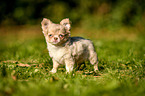 Chihuahua Puppy