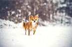 Chihuahua in the snow