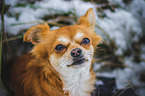 Chihuahua in the snow
