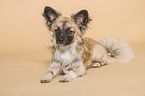 Chihuahua in the studio