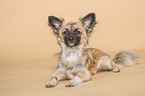 Chihuahua in the studio