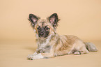 Chihuahua in the studio