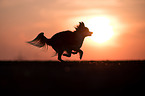 running Chihuahua