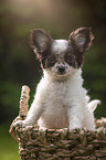 Chihuahua  Puppy in the basket