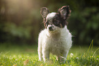 standing Chihuahua puppy
