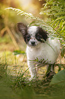 standing Chihuahua puppy