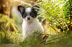 sitting Chihuahua puppy