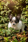 standing Chihuahua puppy