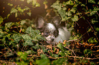 lying Chihuahua puppy