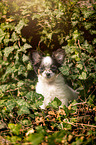 sitting Chihuahua puppy