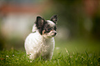 standing Chihuahua puppy