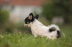 Chihuahua puppy pees in the grass
