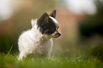 standing Chihuahua puppy