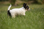 Chihuahua puppy runs over meadow