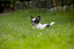 lying Chihuahua puppy