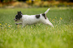 Chihuahua puppy runs over meadow