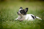 lying Chihuahua puppy