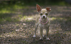Chihuahua with collar