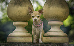 Chihuahua with collar