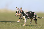 running Chihuahua