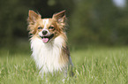 sitting Chihuahua