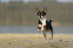 running Chihuahua