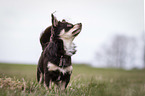 standing Chihuahua