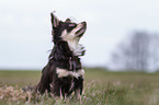 sitting Chihuahua