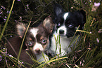 lying Chihuahua puppies