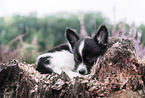 lying Chihuahua puppy