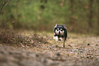 running Chihuahua