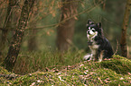 sitting Chihuahua