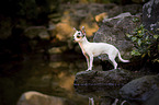 standing Chihuahua