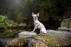 sitting Chihuahua
