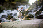 standing Chihuahua