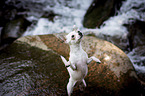 standing Chihuahua