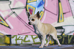 walking Chihuahua Puppy