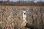 standing Chihuahua