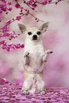 sitting Chihuahua