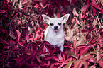 standing Chihuahua