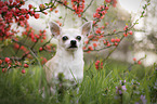 sitting Chihuahua