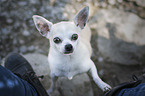standing Chihuahua