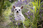 sitting Chihuahua