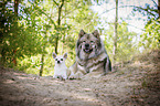 Chihuahua with Eurasian Dog