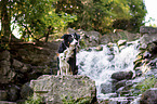 Chihuahua with Entlebucher-Mountain-Dog-Mongrel