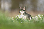 sitting Chihuahua