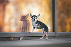 standing Chihuahua