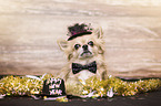 Chihuahua in costume