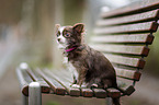 sitting Chihuahua