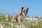 Chihuahua at the beach